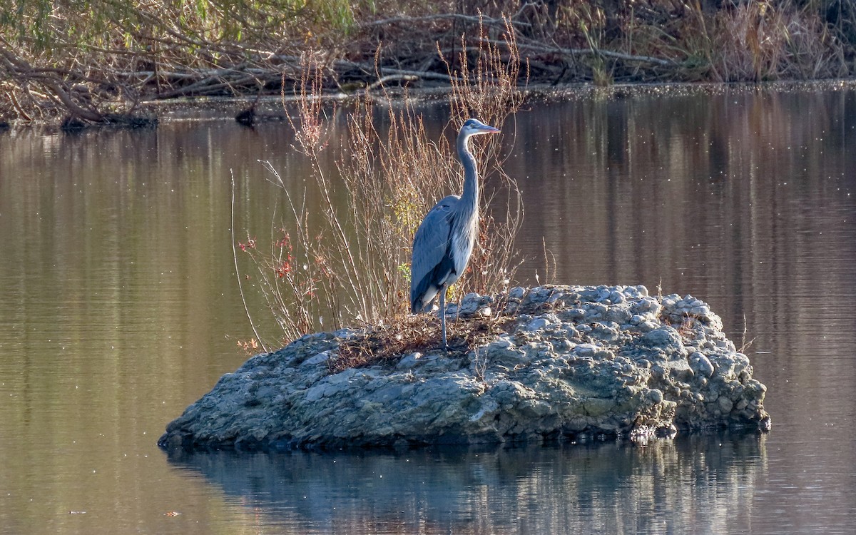 Great Blue Heron - ML645240629