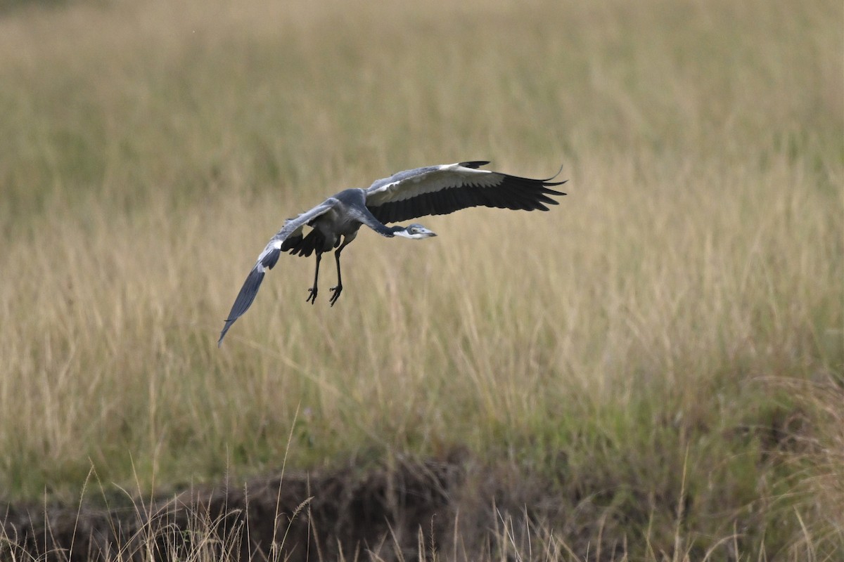 Héron mélanocéphale - ML645240630