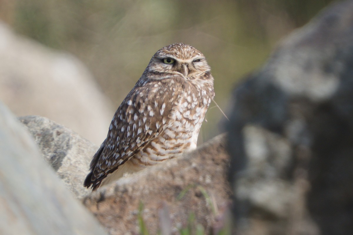 Burrowing Owl - ML645240632