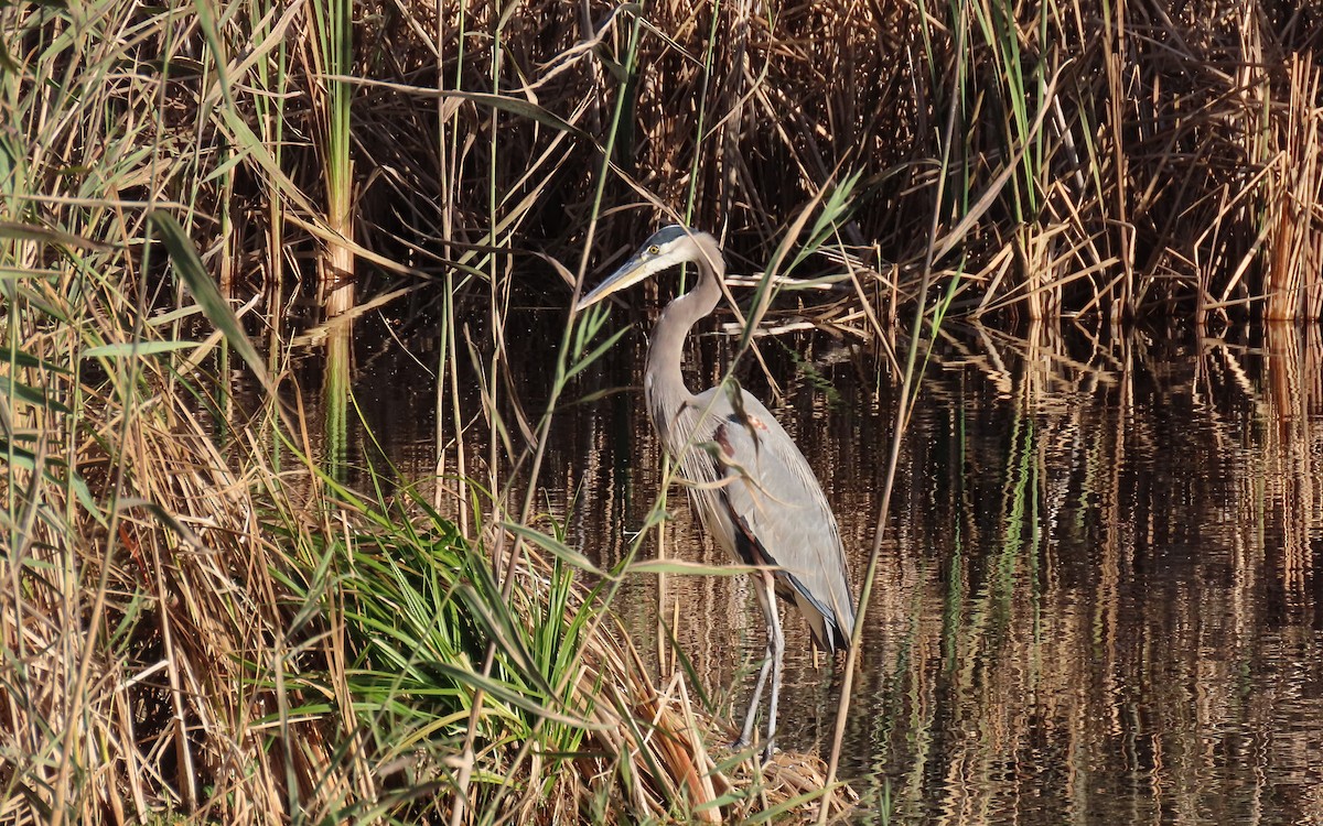 Great Blue Heron - ML645240633
