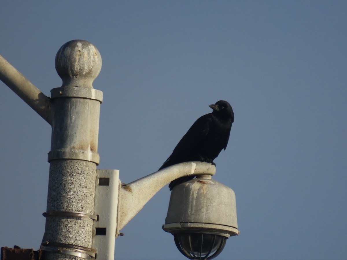 American Crow - ML645240637
