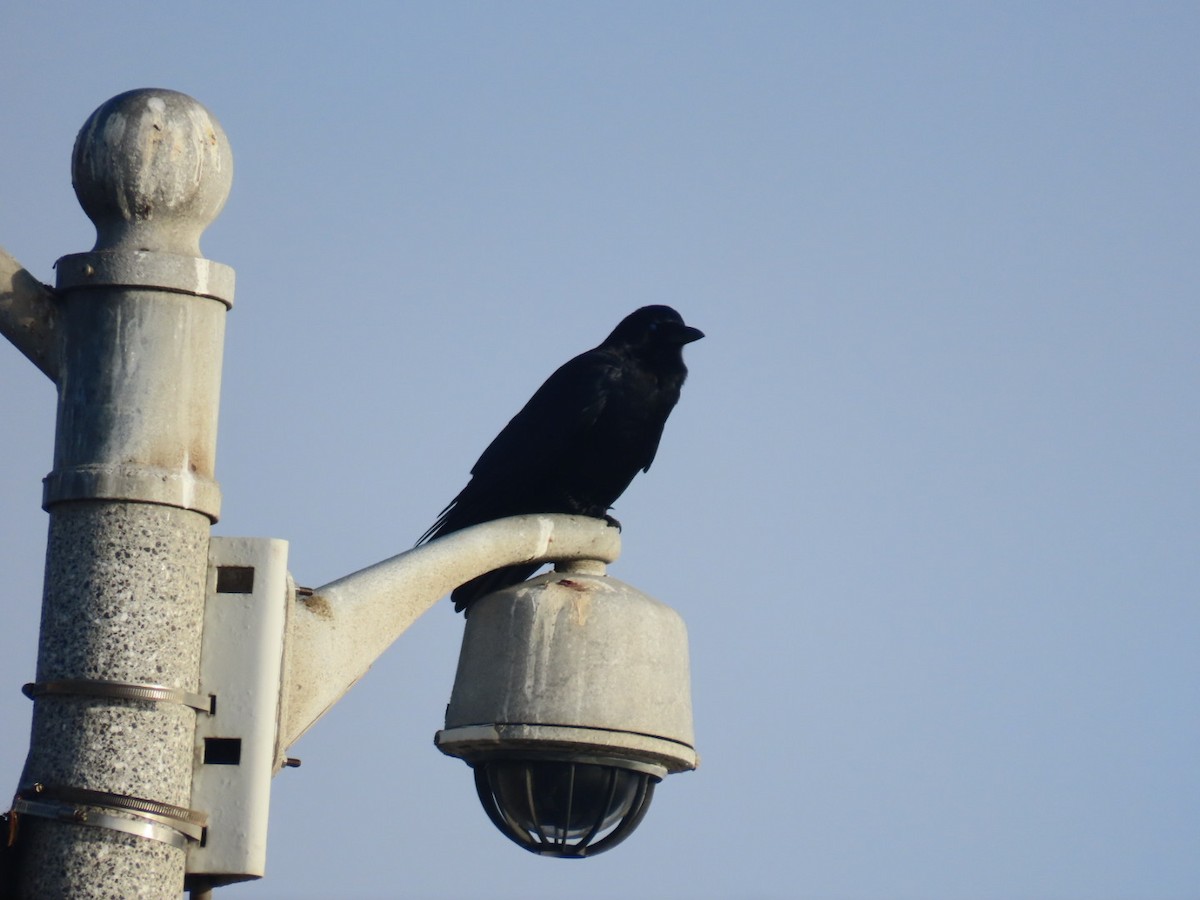 American Crow - ML645240638