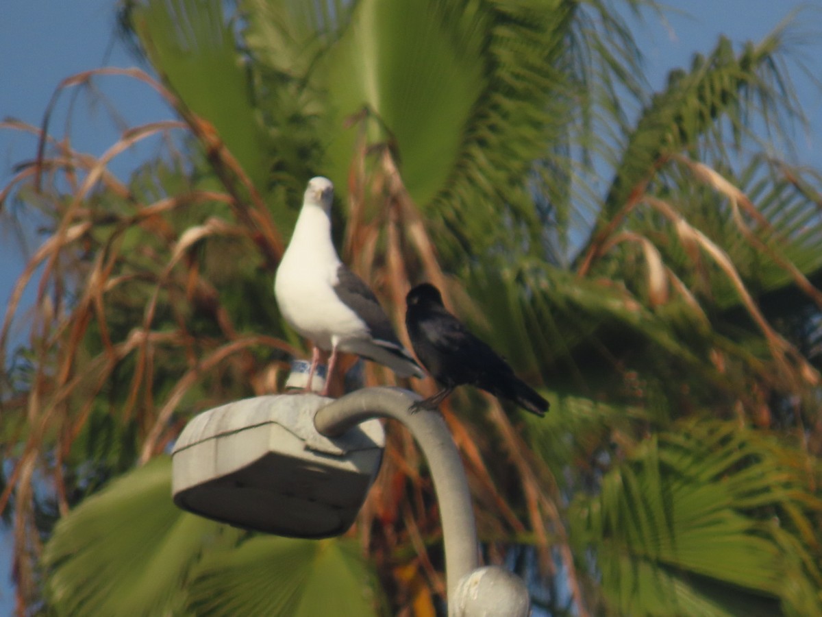 American Crow - ML645240639