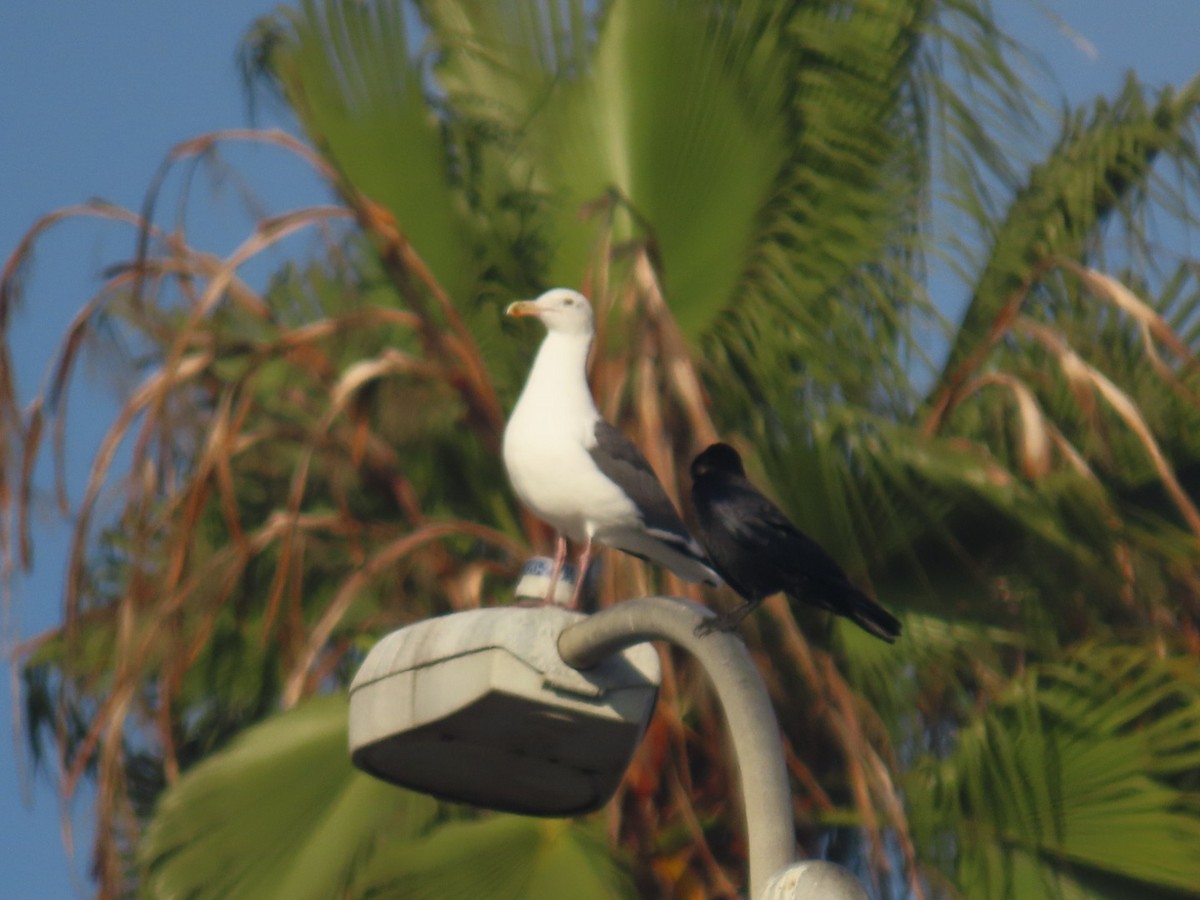 American Crow - ML645240640