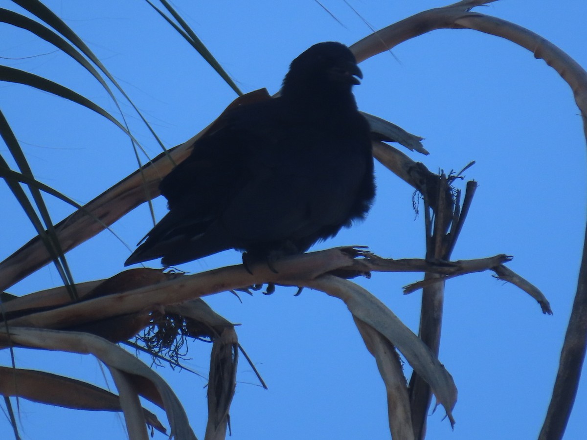 American Crow - ML645240641