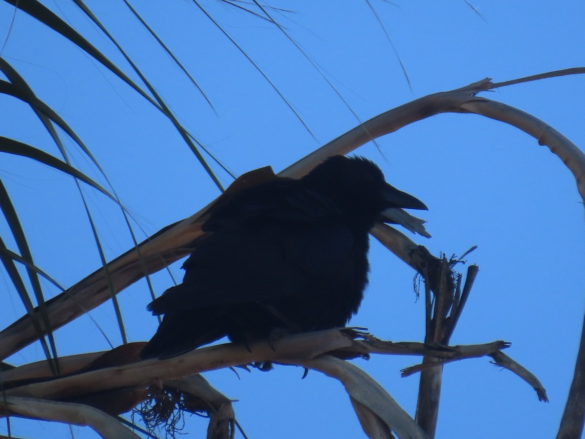American Crow - ML645240642
