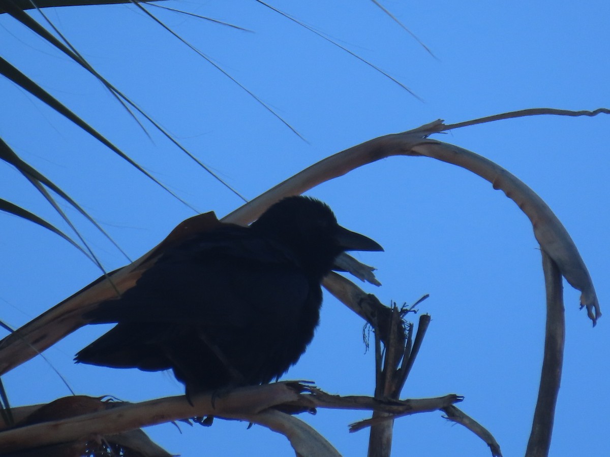 American Crow - ML645240643