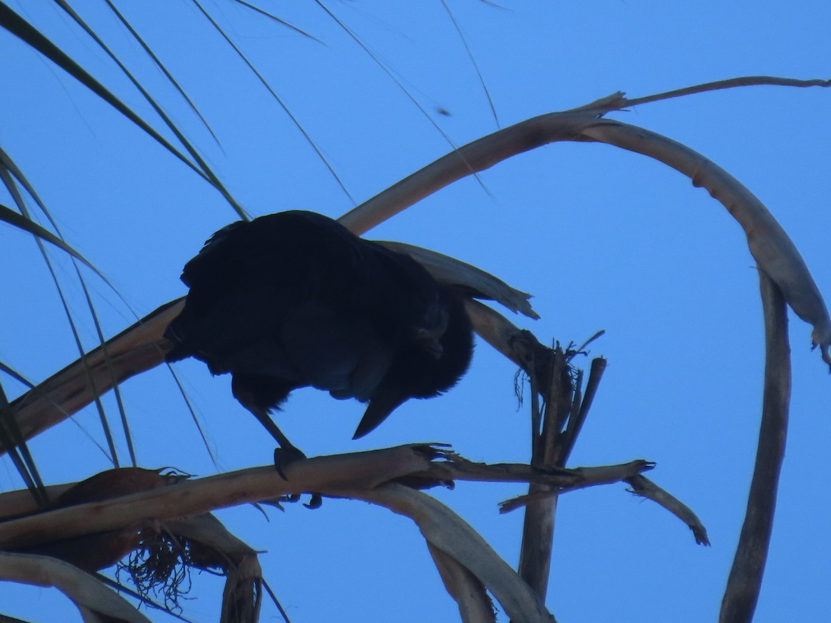 American Crow - ML645240644
