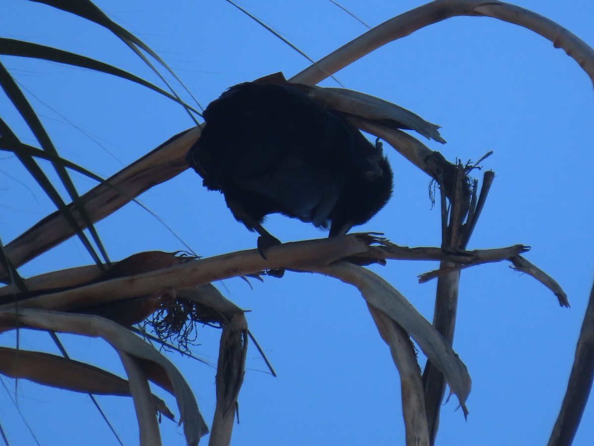 American Crow - ML645240645
