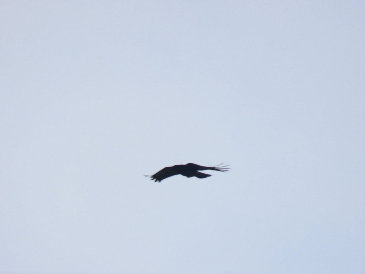 American Crow - ML645240646