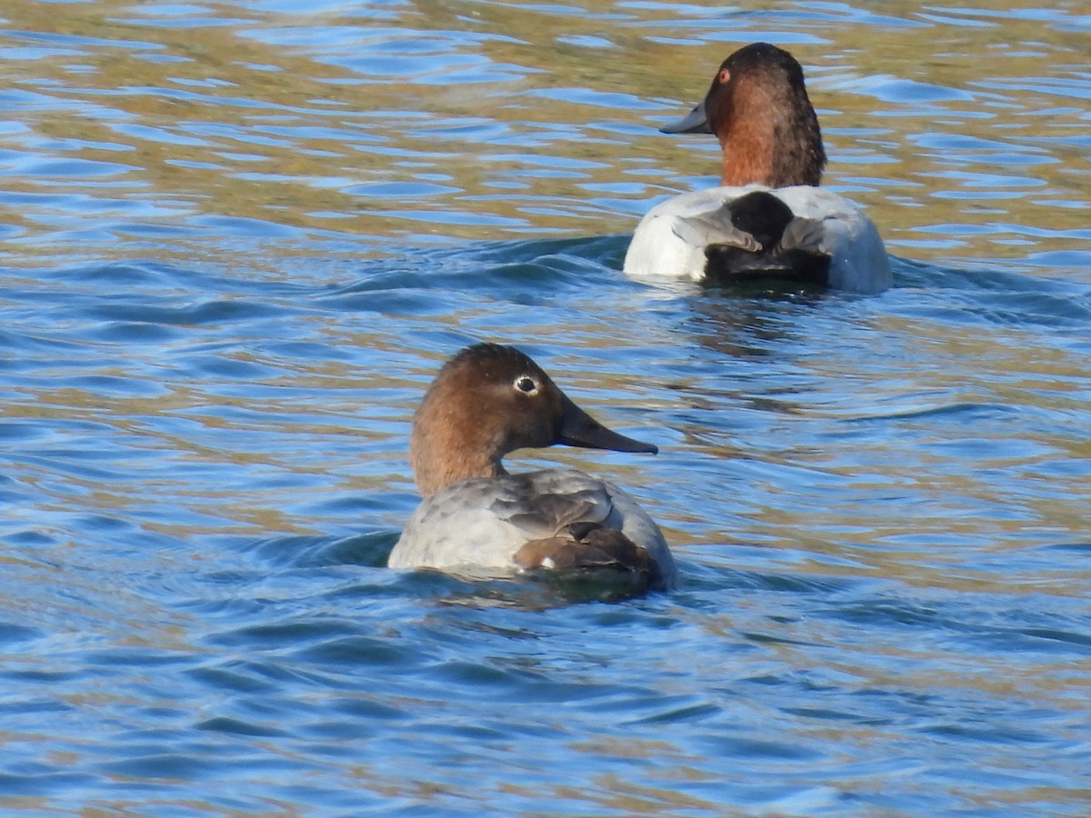 Canvasback - ML645240648
