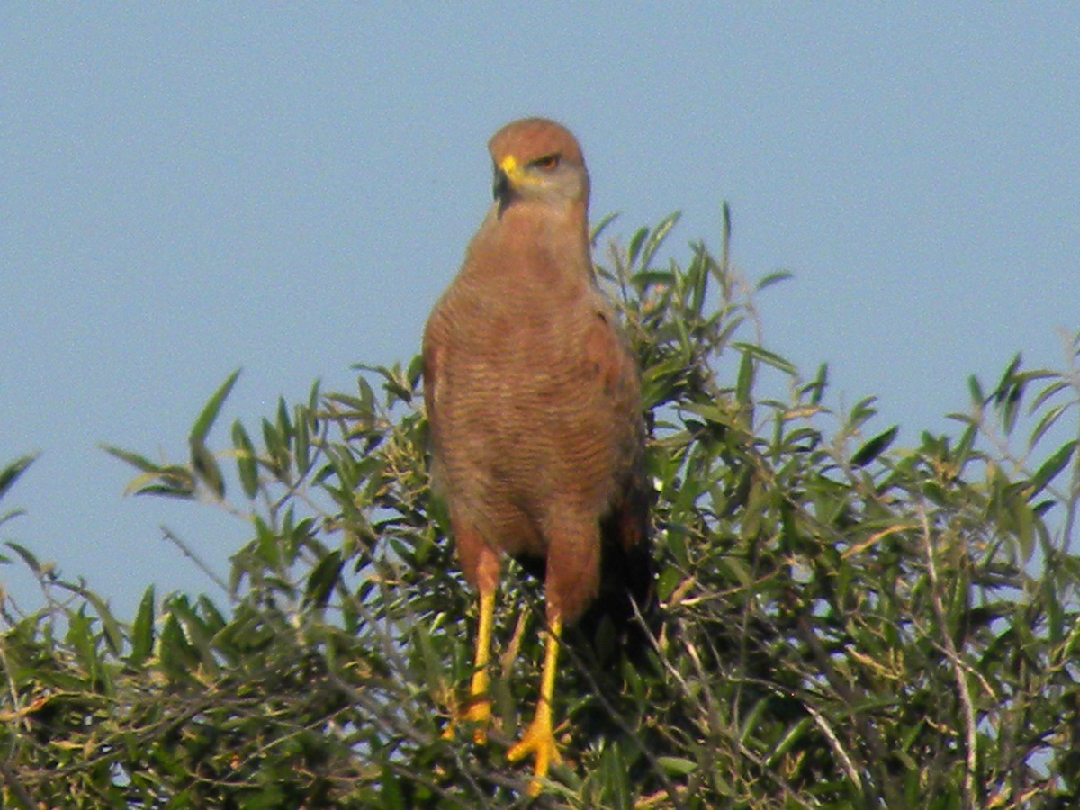 Savanna Hawk - ML645240649