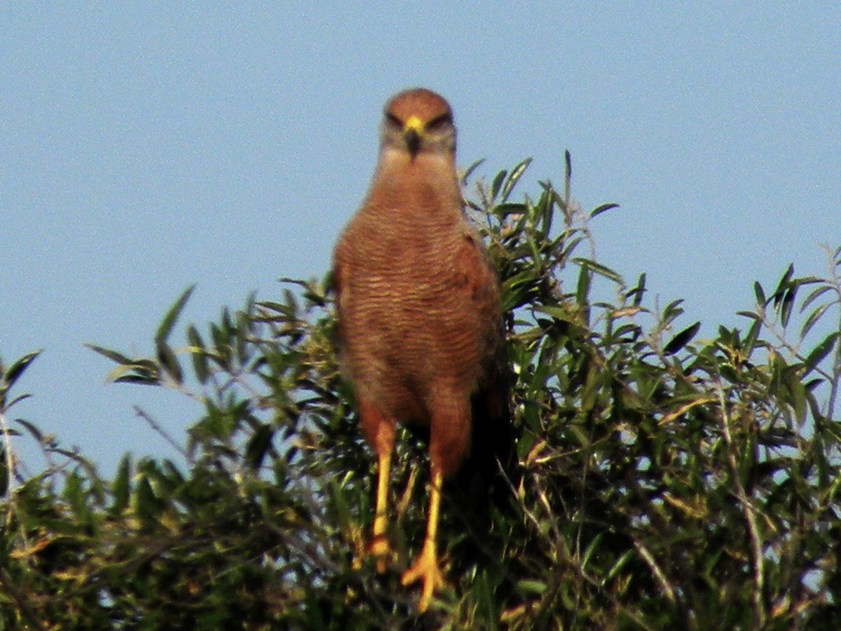 Канюк-крабоїд рудий - ML645240653