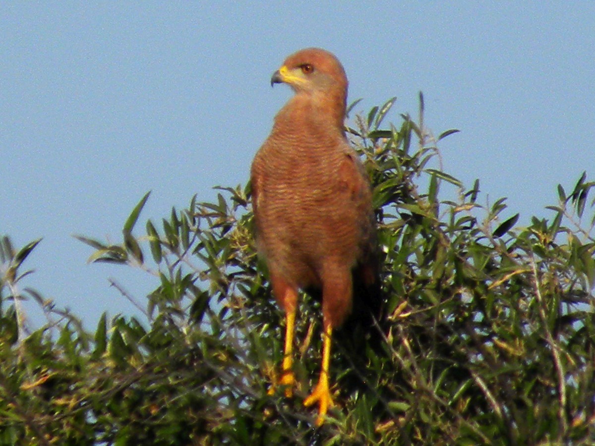 Канюк-крабоїд рудий - ML645240655