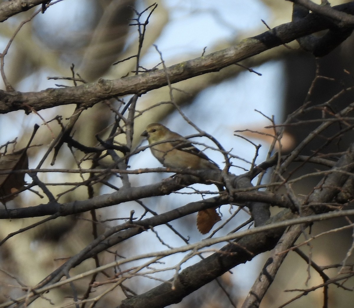 Чиж золотий - ML645240656