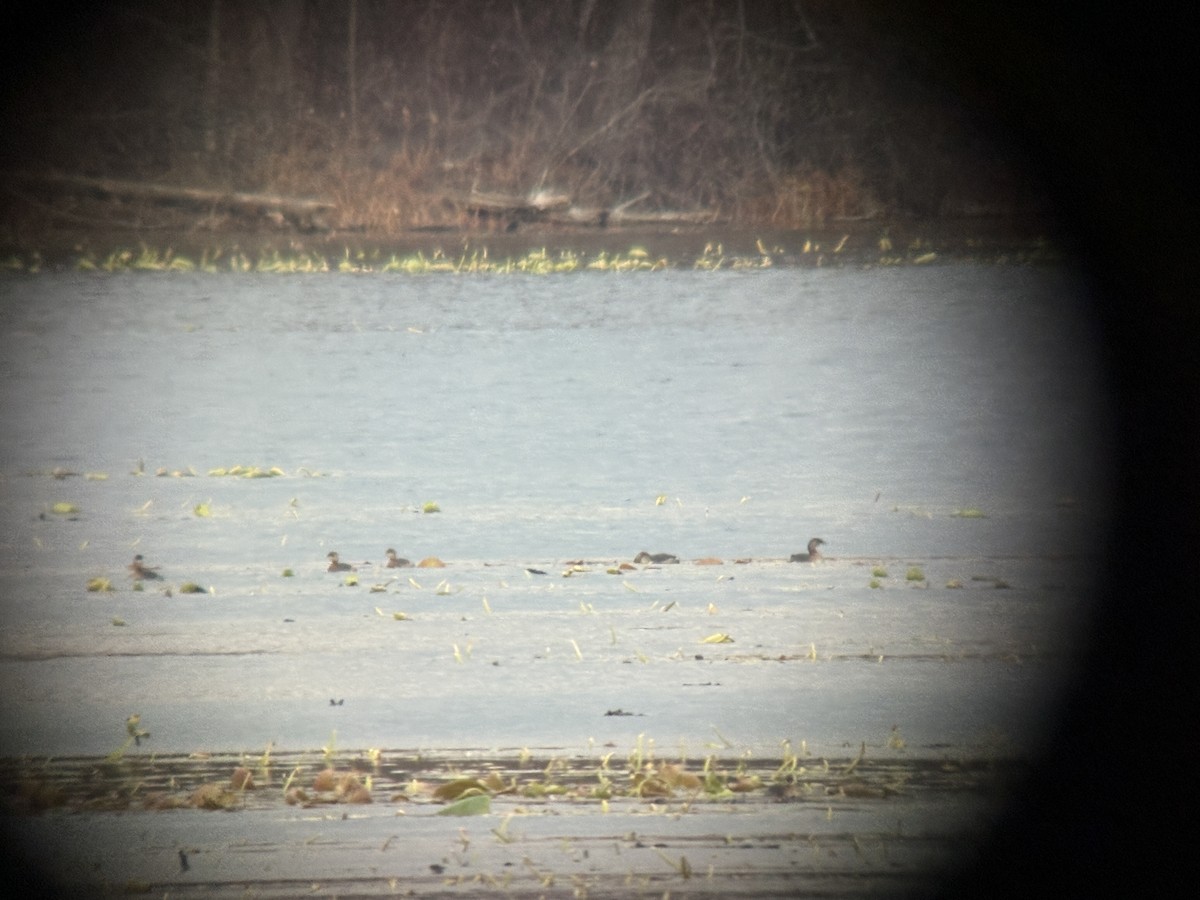 Пірникоза рябодзьоба - ML645240657