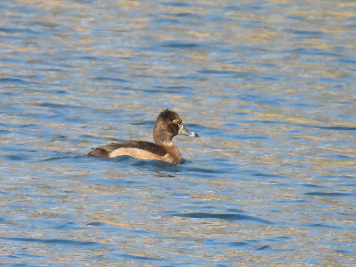 Чернь канадська - ML645240659