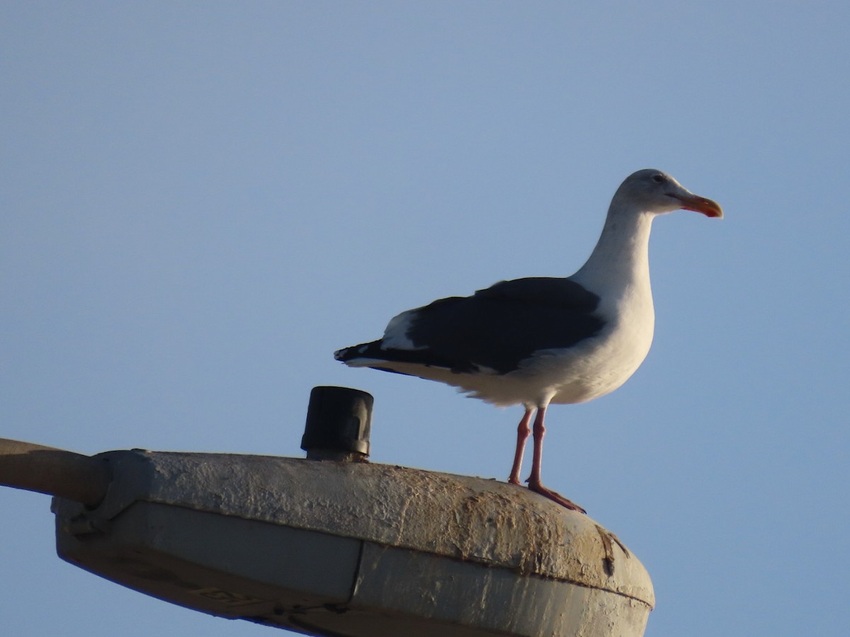 Мартин західний - ML645240665