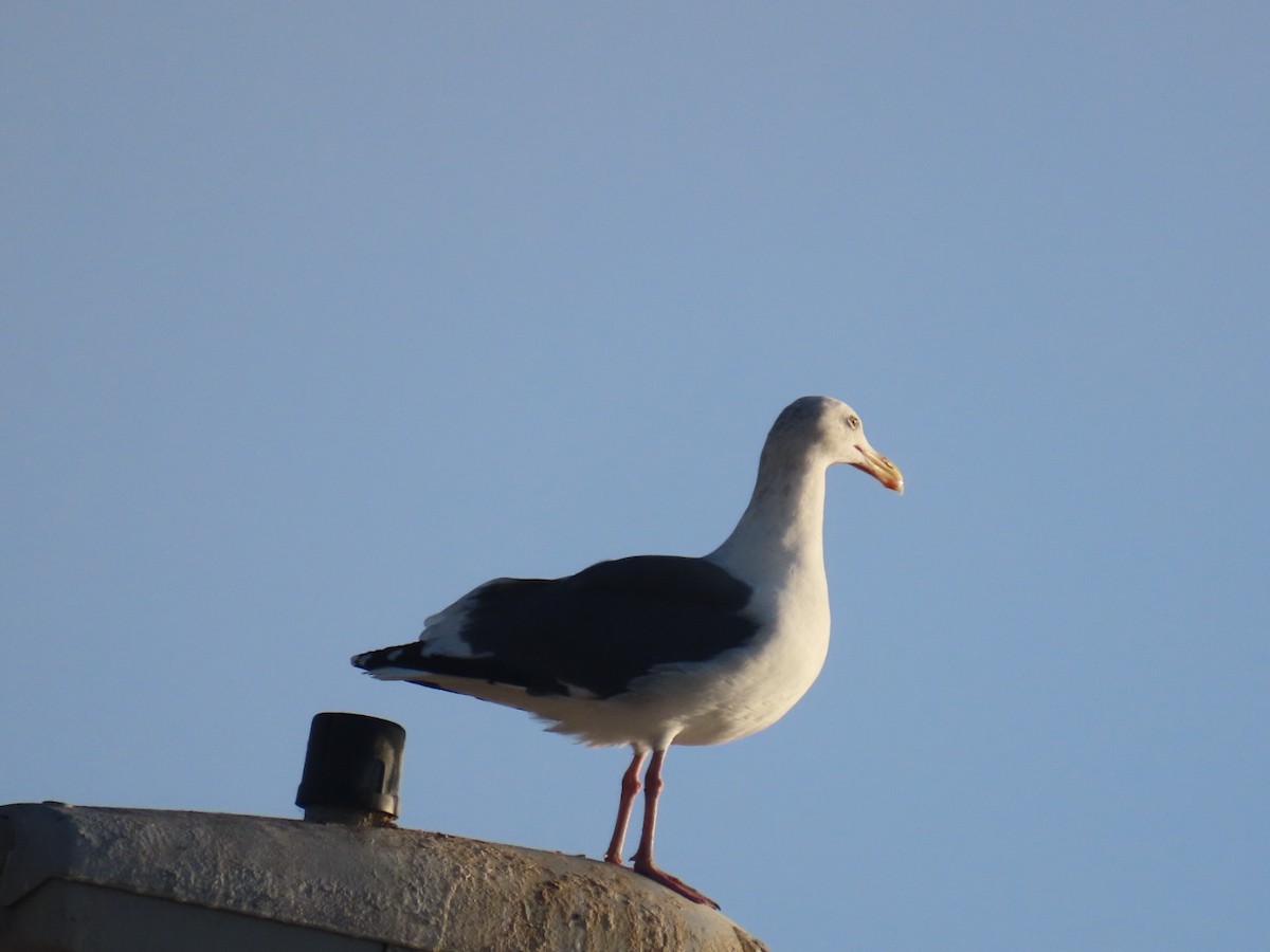 Мартин західний - ML645240666