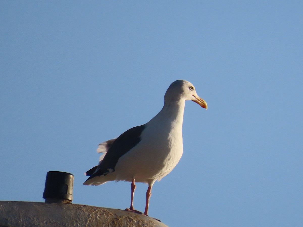 Мартин західний - ML645240669