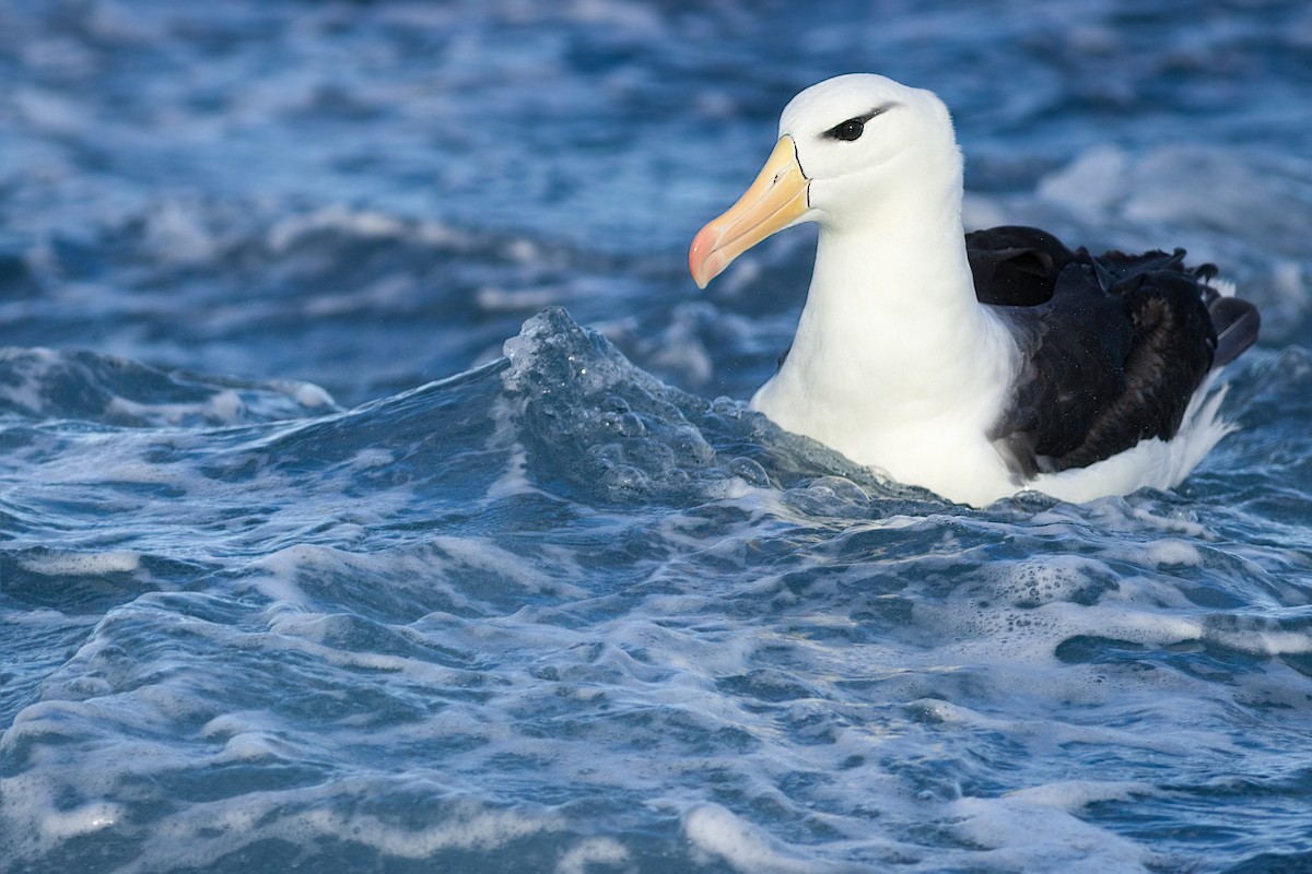 Альбатрос чорнобровий (підвид melanophris) - ML645240671