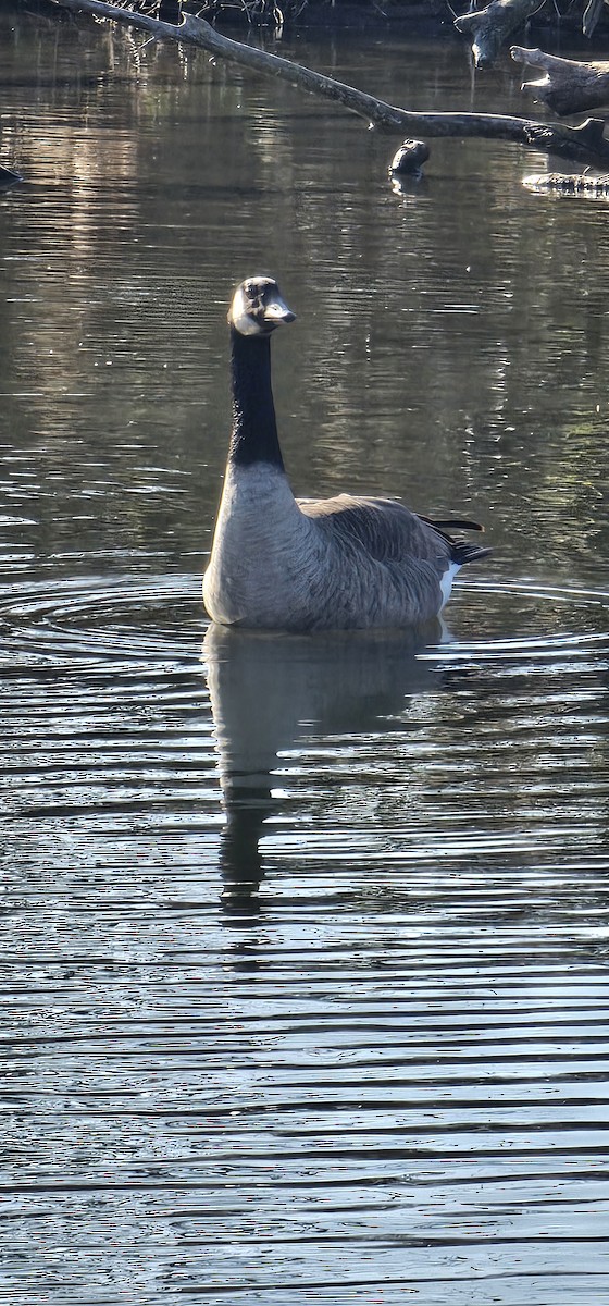 Казарка канадська - ML645240673