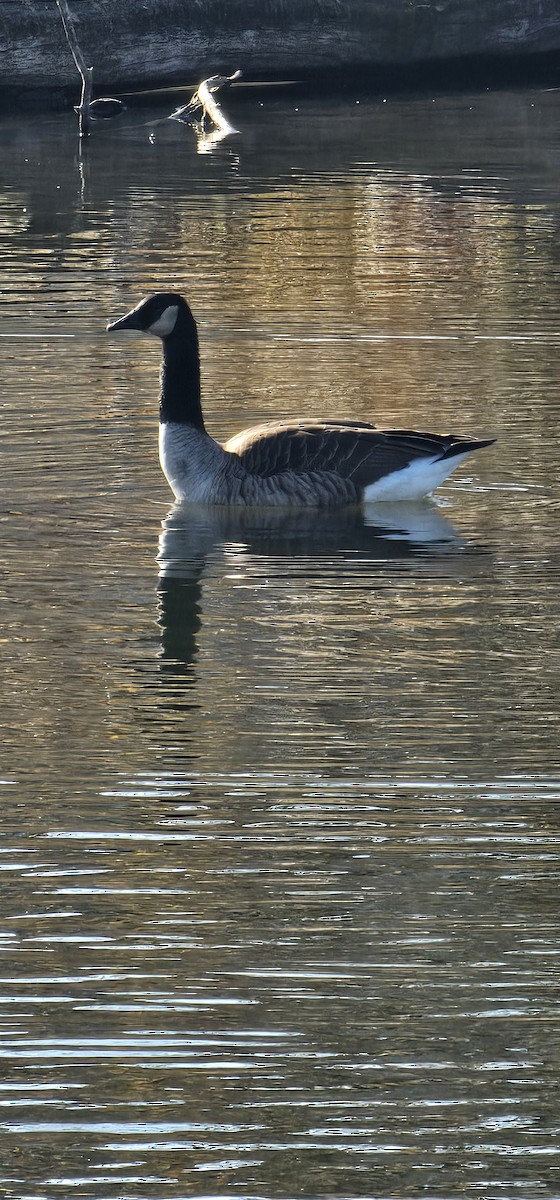 Казарка канадська - ML645240680