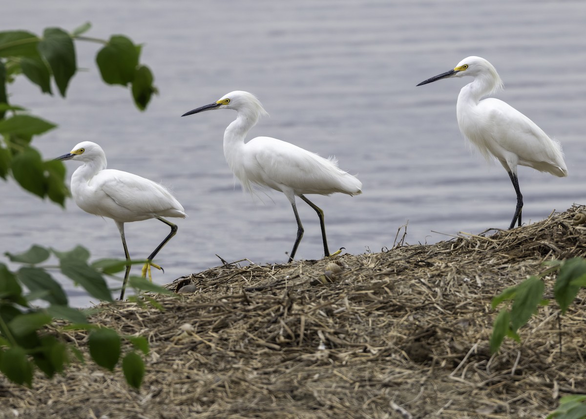 Чепура американська - ML645240681