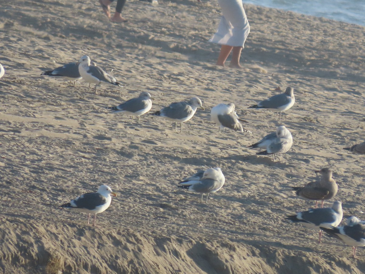 Мартин каліфорнійський - ML645240686