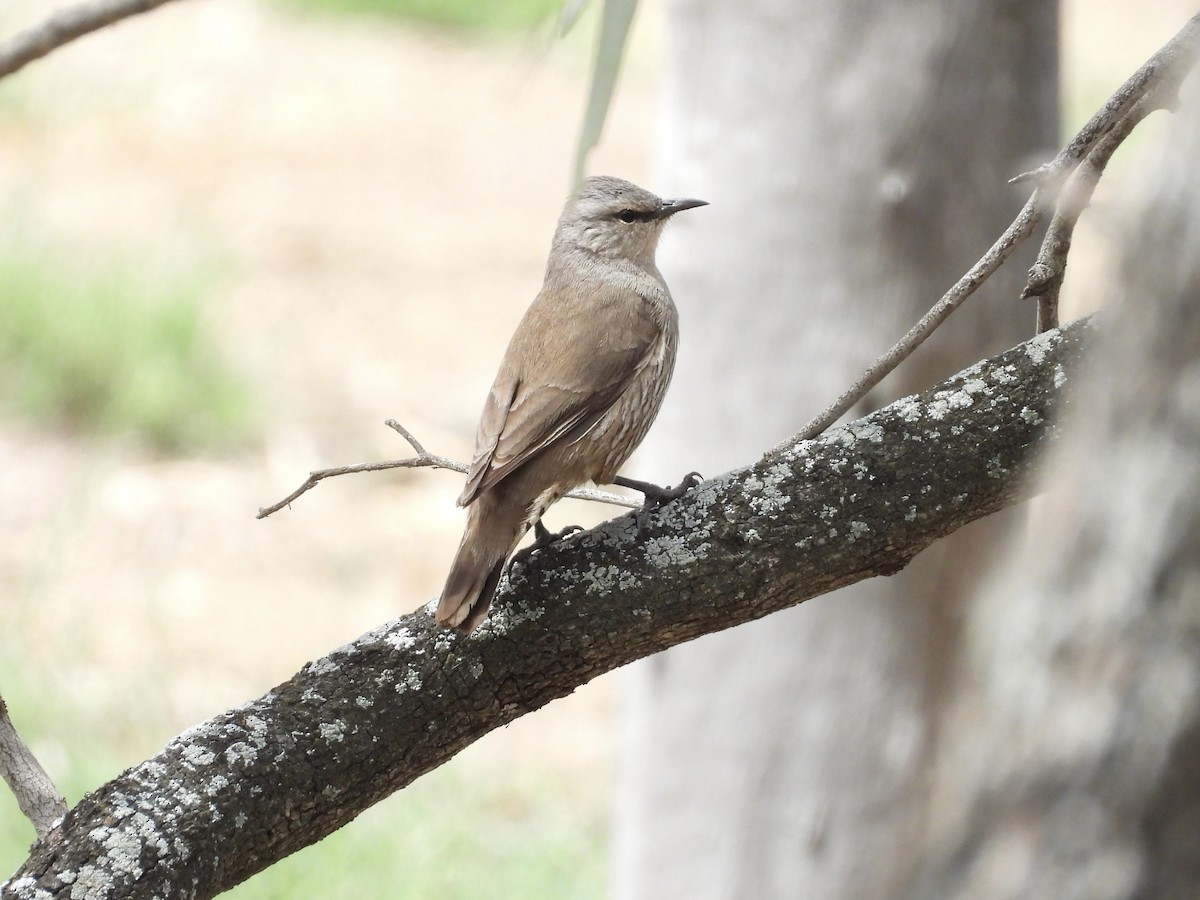 Королаз широкобровий - ML645240687