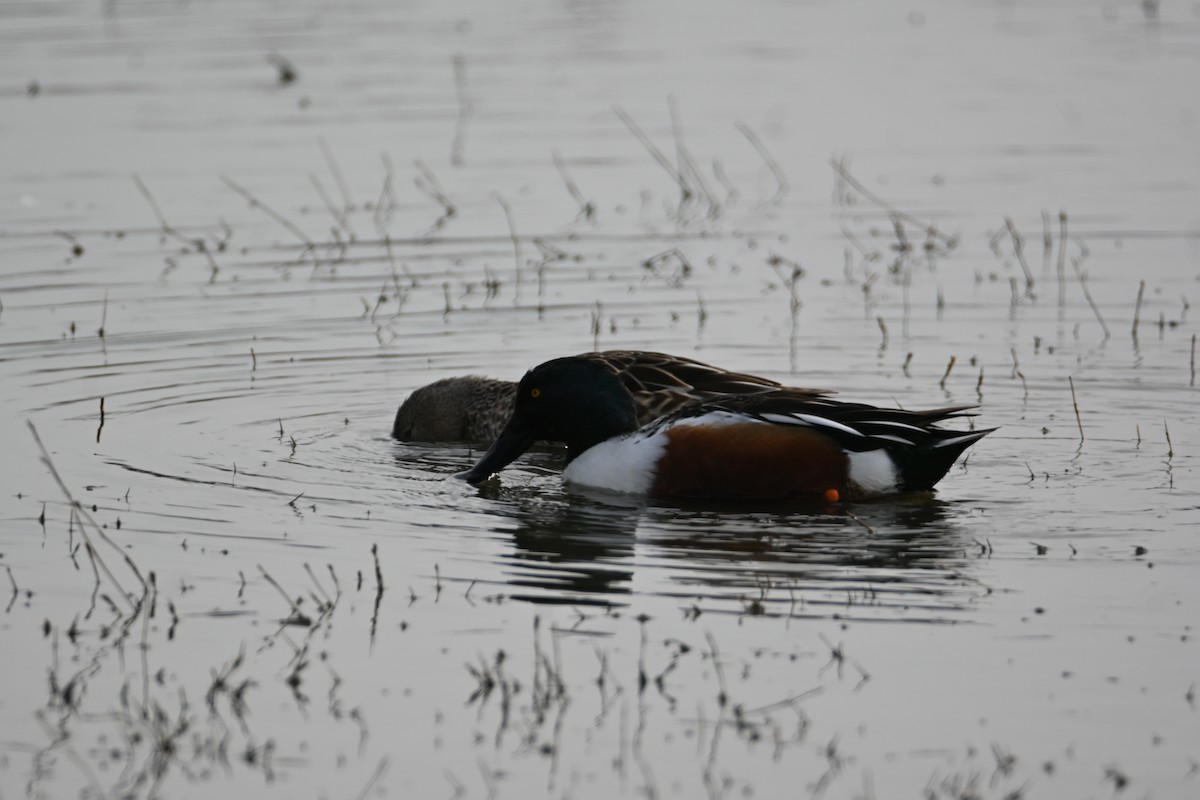 Широконіска північна - ML645240688