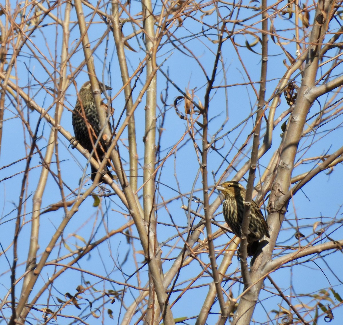 Еполетник червоноплечий - ML645240690