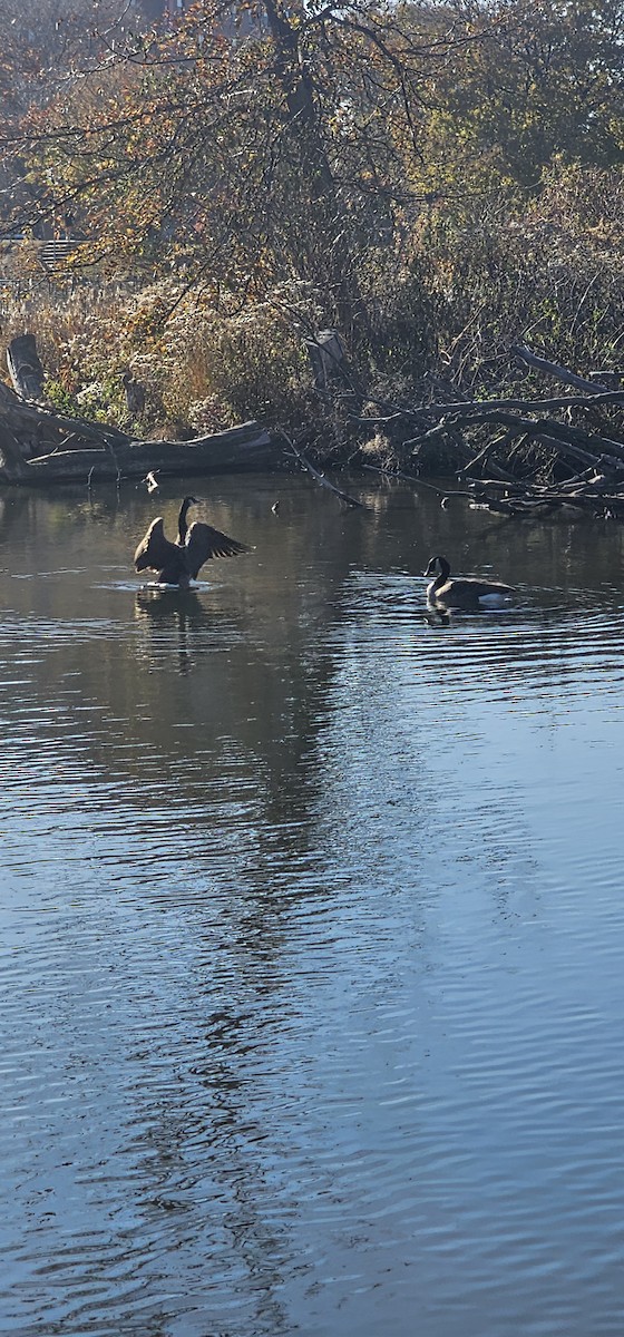 Казарка канадська - ML645240691