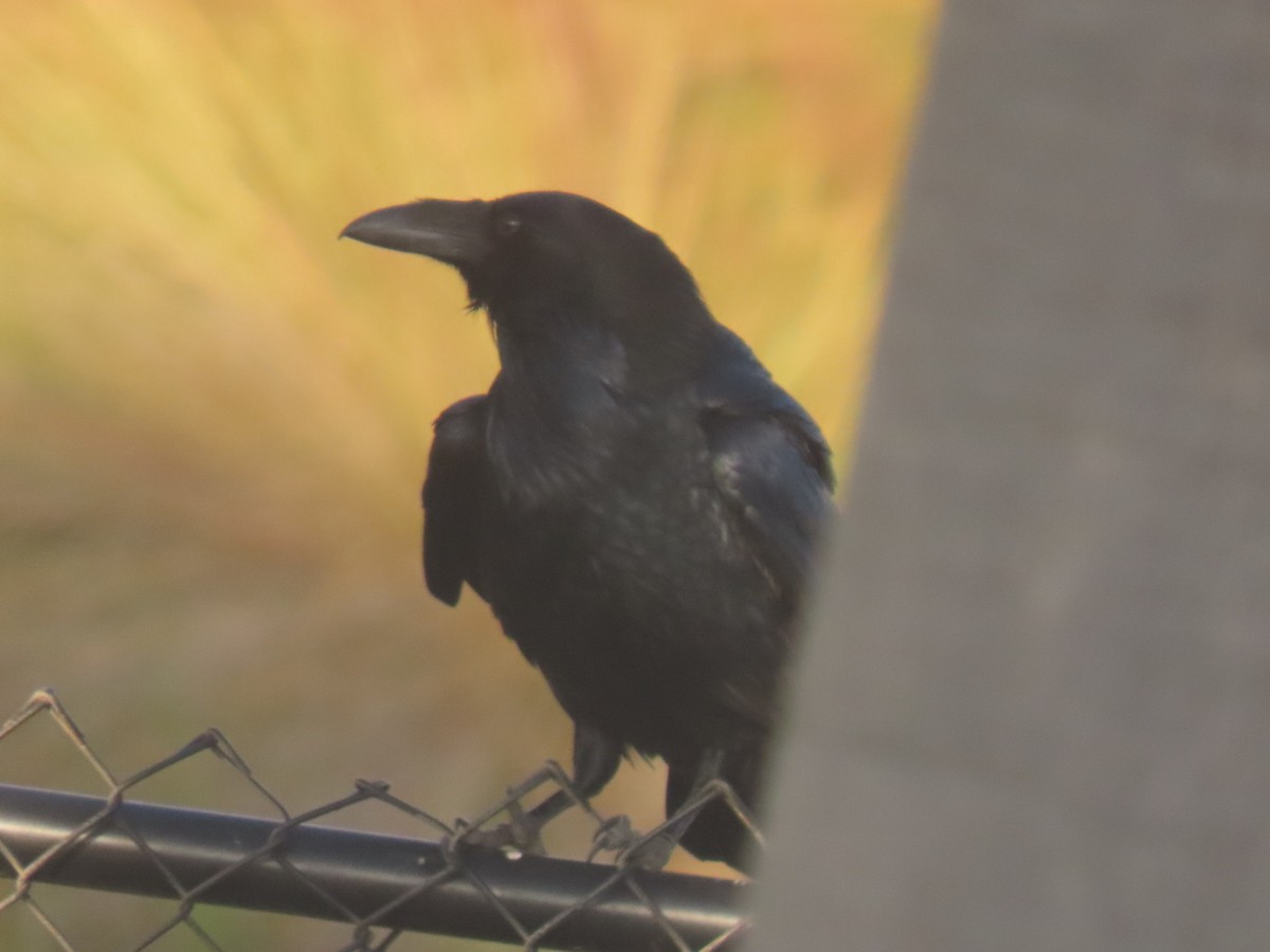 Крук звичайний - ML645240694