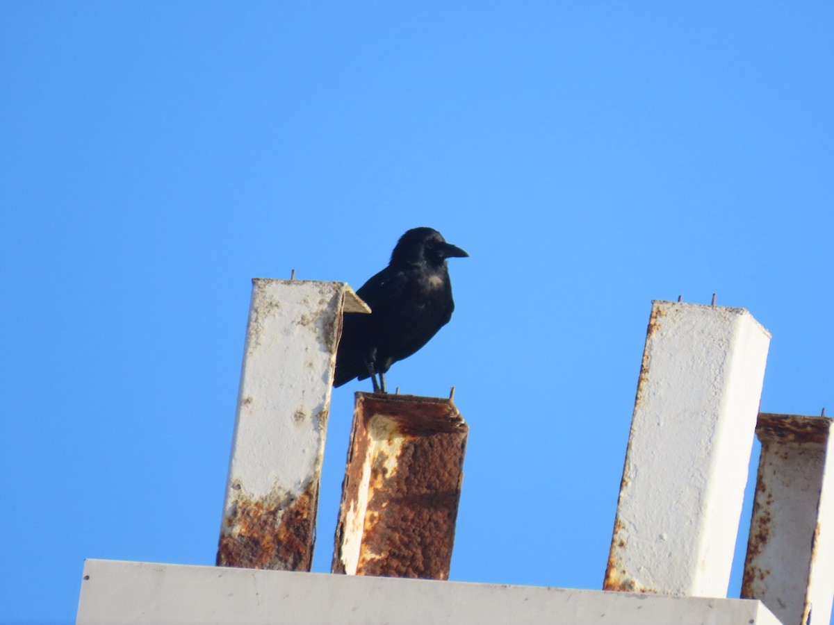 Крук звичайний - ML645240695