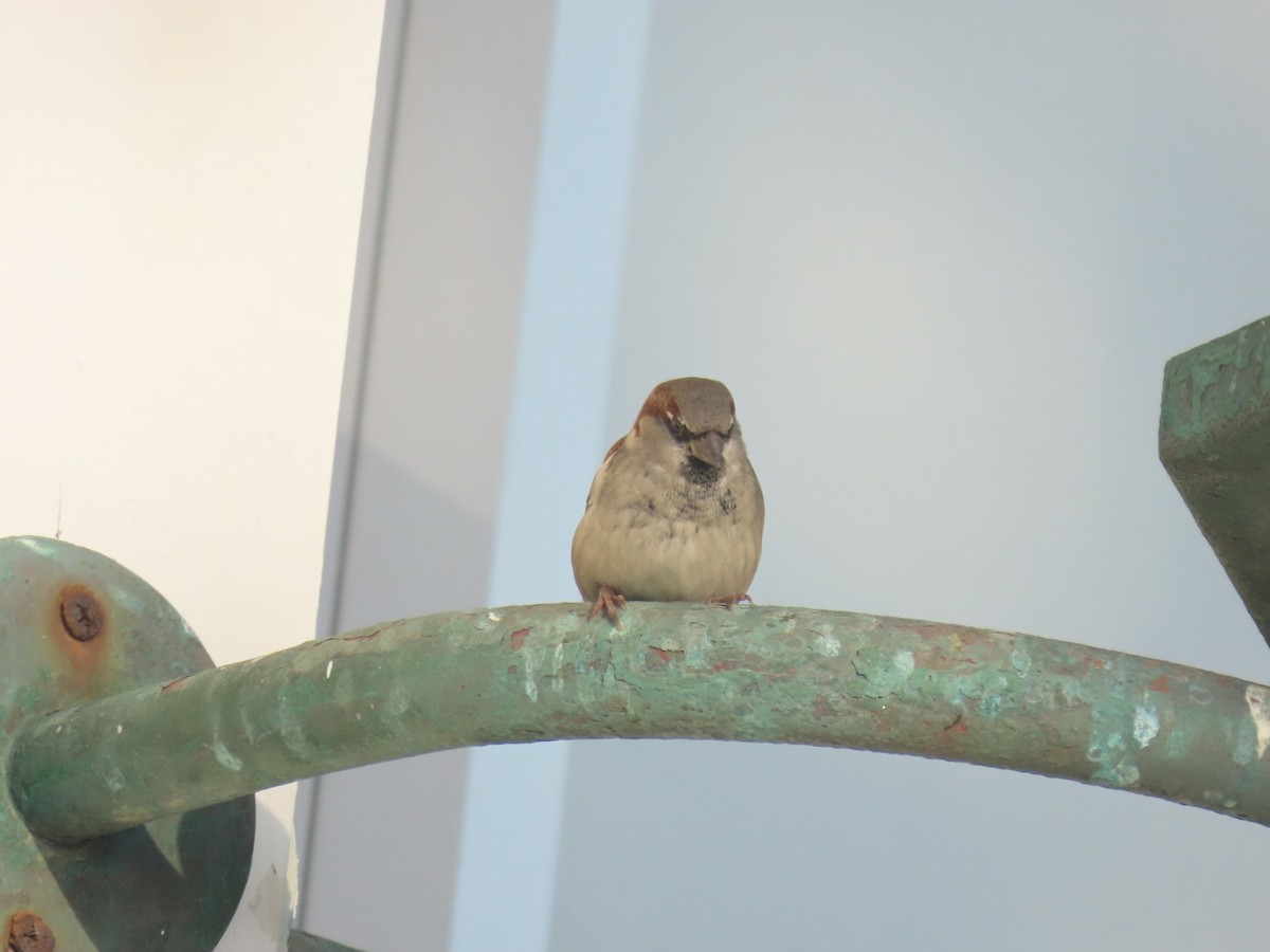 Gorrión Común - ML645240703