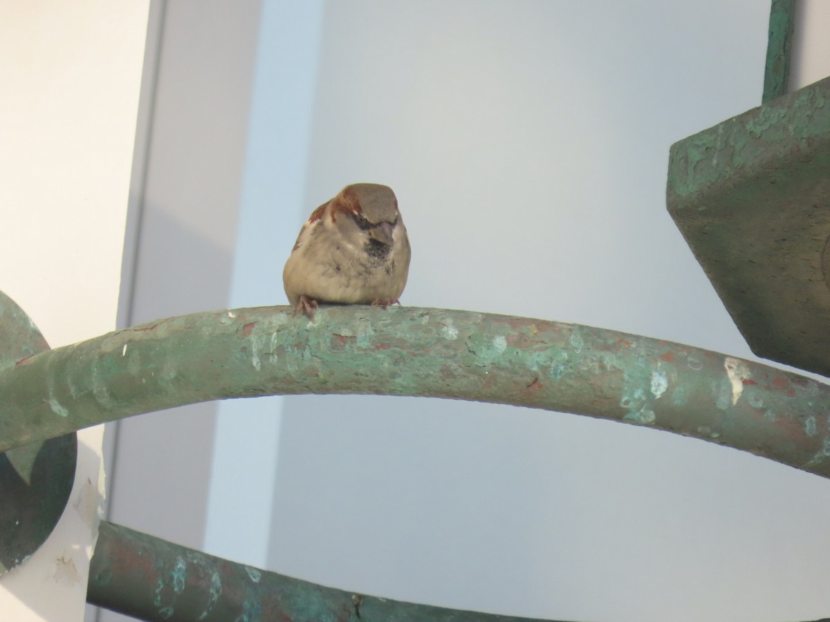 Gorrión Común - ML645240704