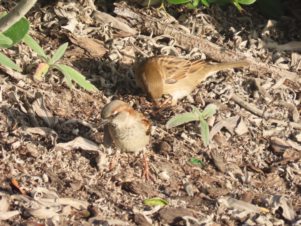 Gorrión Común - ML645240705