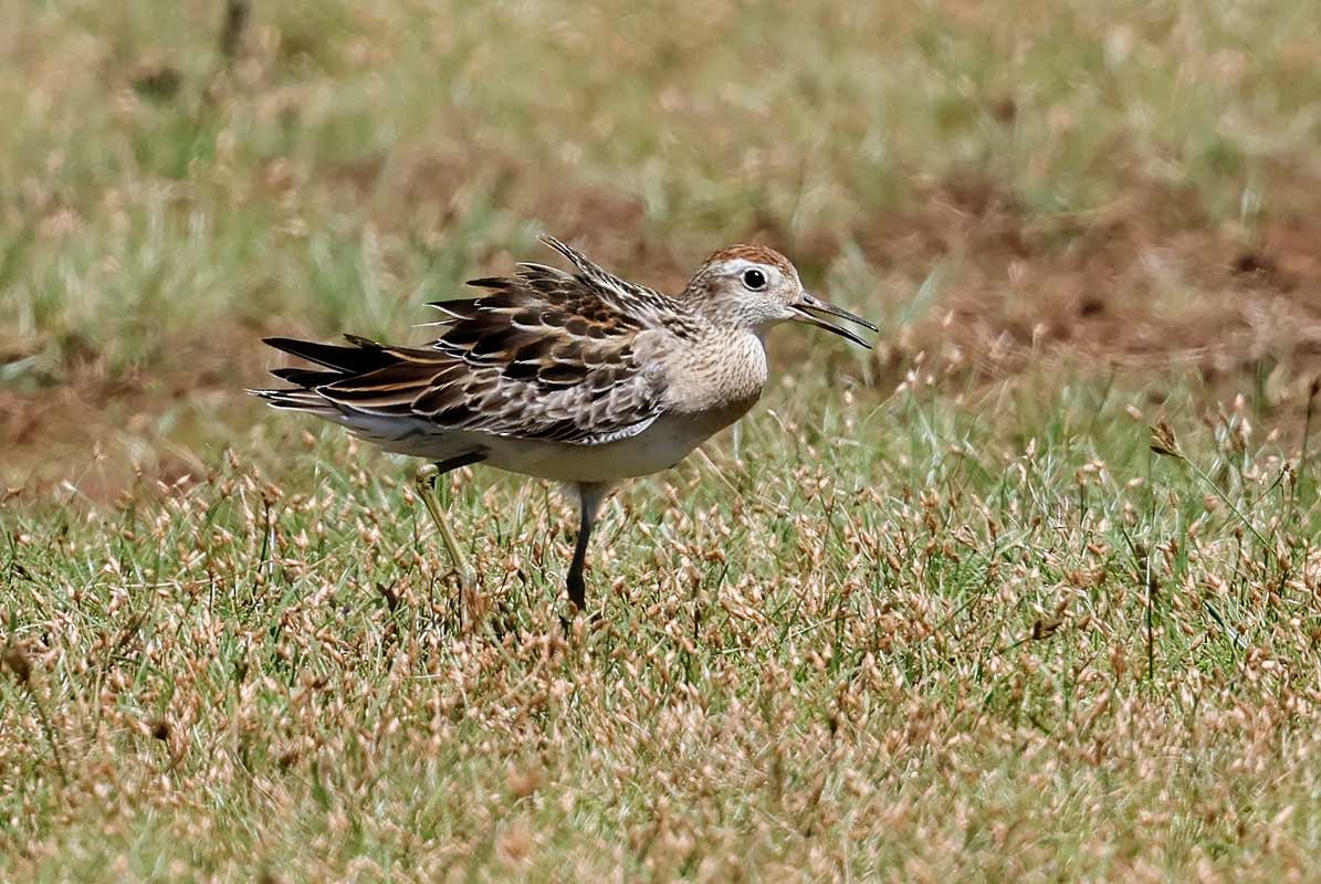 Sharp-tailed Sandpiper - ML645240715