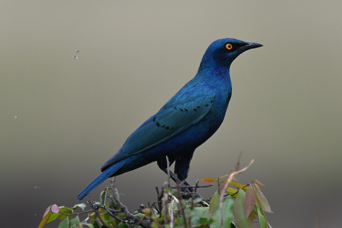 Greater Blue-eared Starling - ML645240716