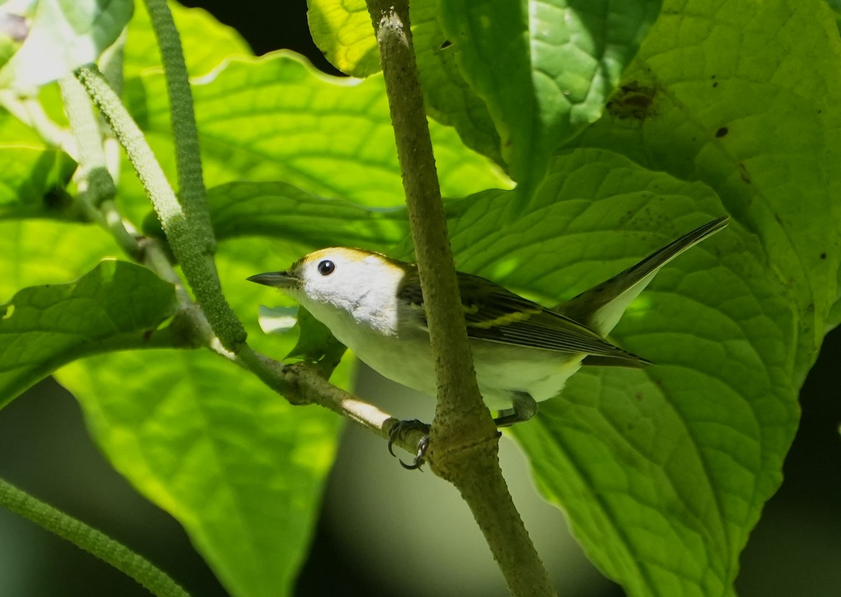 Reinita de Pensilvania - ML645240723