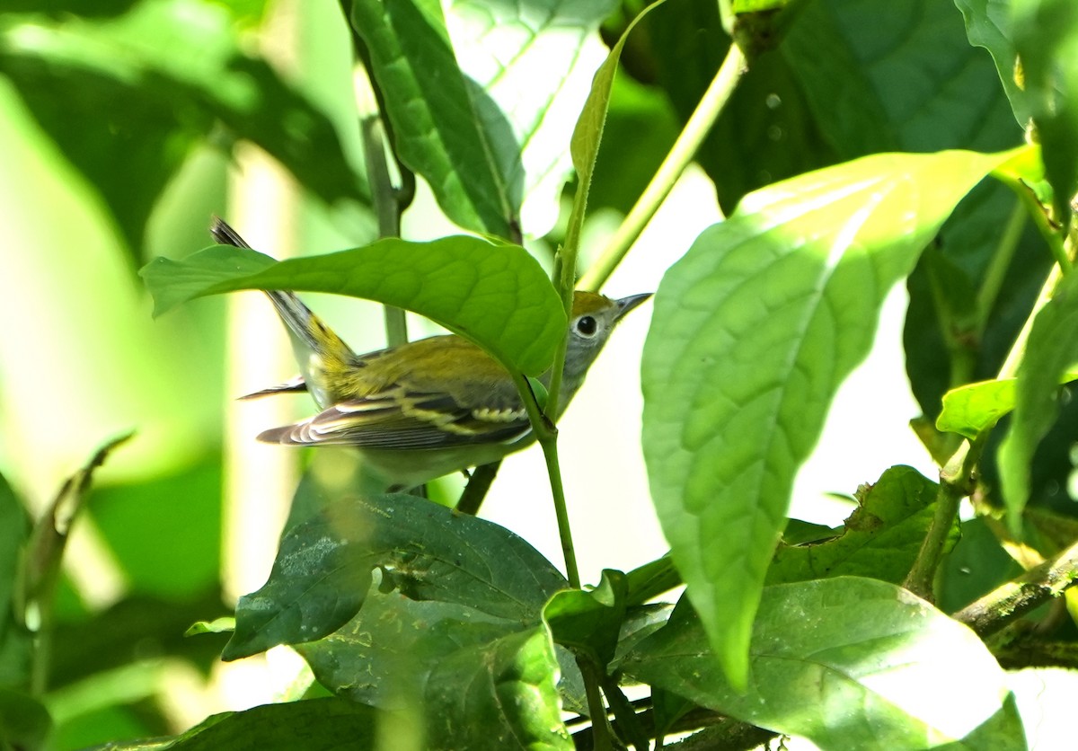 Reinita de Pensilvania - ML645240724