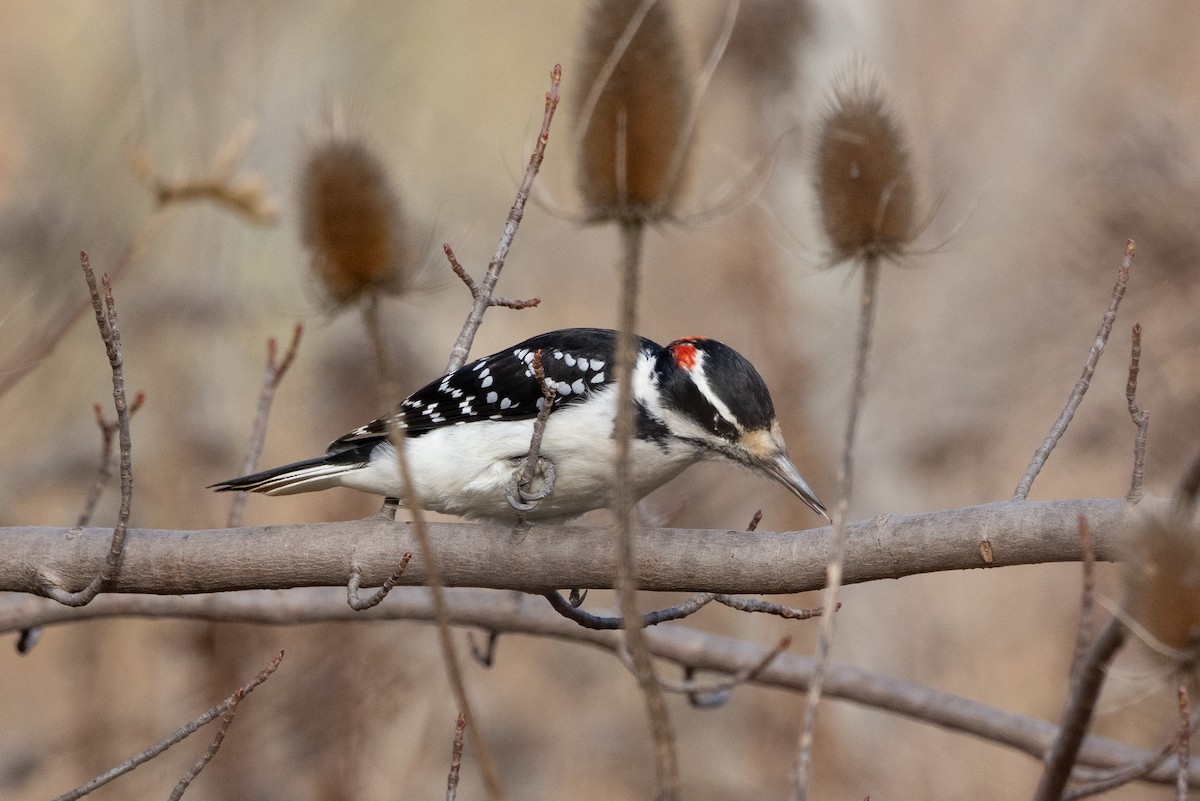 Hairy Woodpecker (Eastern) - ML645240726