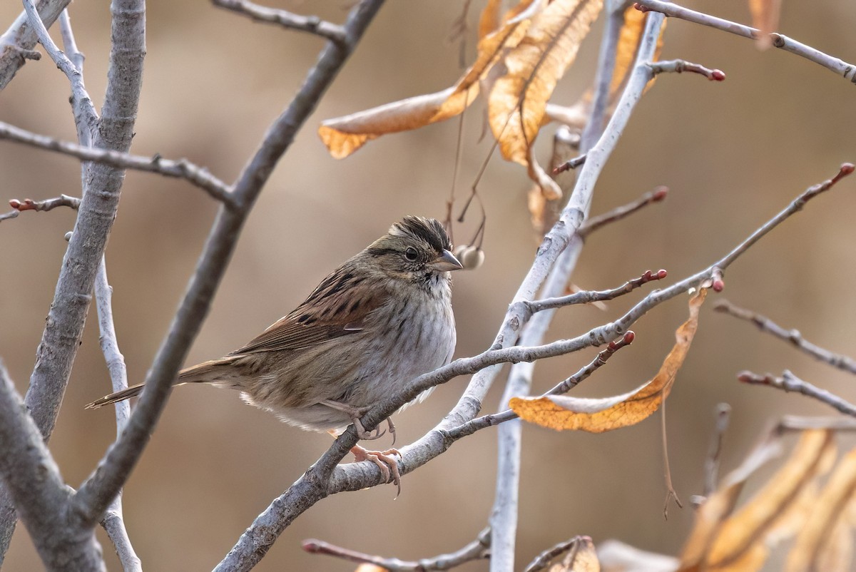 Bruant des marais - ML645240727