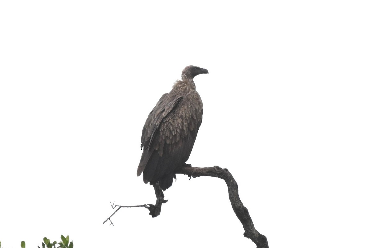 Ak Sırtlı Akbaba - ML645240735