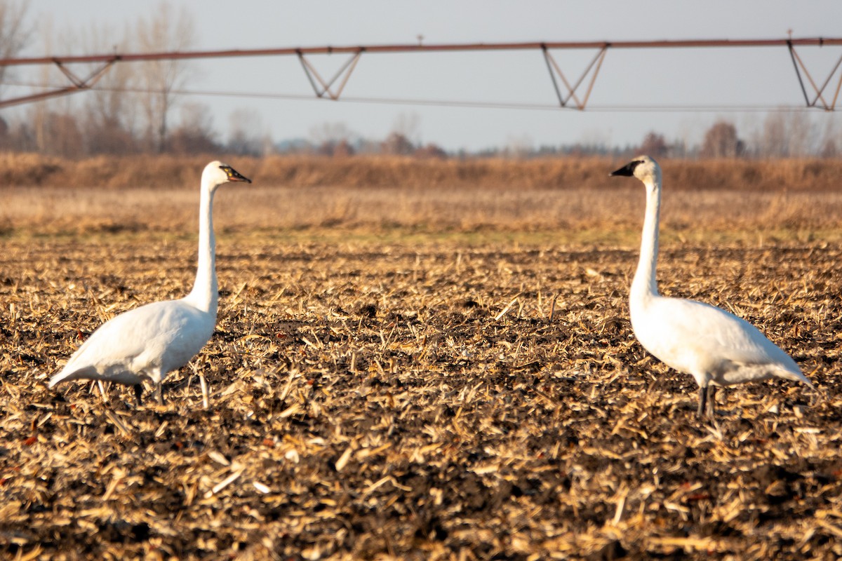 Trumpeter Swan - ML645240736