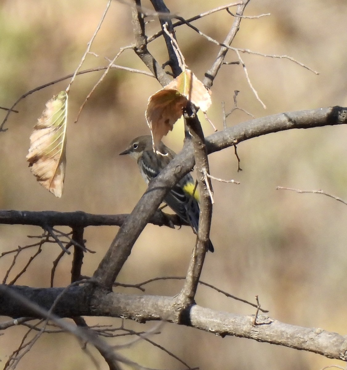 Yellow-rumped Warbler - ML645240737