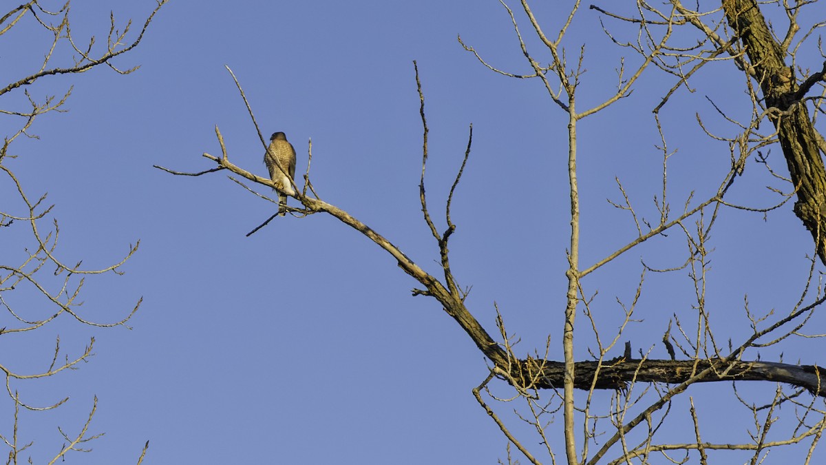 Cooper's Hawk - ML645240739