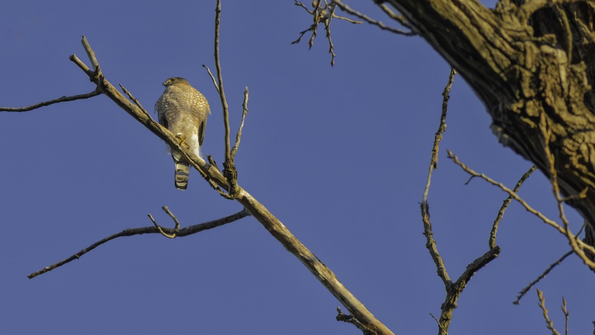 Cooper's Hawk - ML645240750