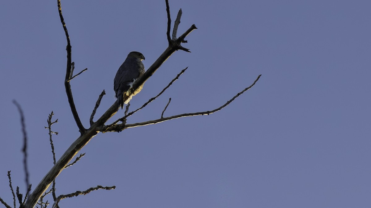 Cooper's Hawk - ML645240763